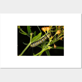 Monarch Caterpillar 3 Posters and Art